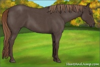 Horse Color:Liver Red Roan