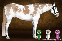 Horse Color:White Spotted Chestnut Splash 