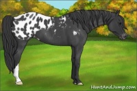 Horse Color:Blue Roan Near Leopard 