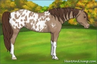 Horse Color:Classic Champagne Roan Appaloosa 