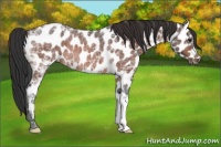 Horse Color:Bay Ice Appaloosa Rabicano 
