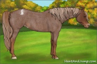 Horse Color:Red Roan Appaloosa 