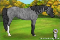 Horse Color:Blue Roan 