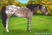 Horse Color:Bay Ice Appaloosa Rabicano 