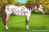 Horse Color:Red Roan Near Leopard 