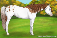 Horse Color:Gray Gold Champagne Splash Appaloosa