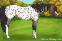 Horse Color:Bay Roan Near Leopard 