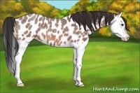 Horse Color:Bay Roan Splash Appaloosa 