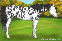 Horse Color:Blue Roan Splash Appaloosa 