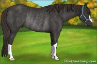Horse Color:Liver Chestnut Rabicano 