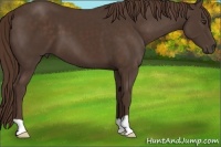 Horse Color:Liver Chestnut 