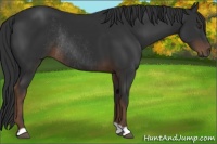 Horse Color:Liver Chestnut Rabicano 