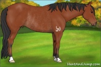 Horse Color:Bay Rabicano 