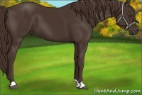 Horse Color:Liver Chestnut 