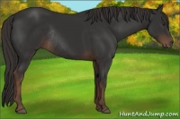 Horse Color:Liver Chestnut Rabicano 