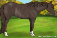 Horse Color:Liver Chestnut Rabicano