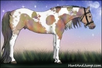 Horse Color:Nacre Bay Dun Tobiano 