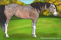 Horse Color:Bay Ice Splash Rabicano 