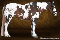 Horse Color:White Spotted Liver Chestnut Sabino Appaloosa 