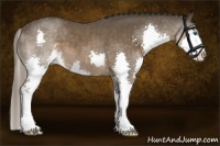 Horse Color:Liver Chestnut Sabino Splash 