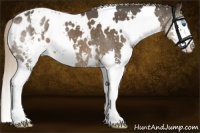 Horse Color:White Spotted Liver Chestnut Splash Appaloosa 