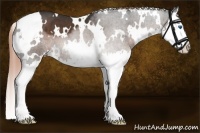 Horse Color:White Spotted Liver Chestnut Splash 