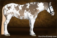 Horse Color:White Spotted Liver Chestnut Splash Varnish 