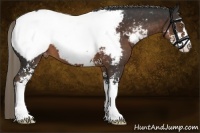 Horse Color:Liver Chestnut Sabino Snowcap 