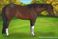 Horse Color:Brown 