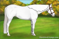 Horse Color:White Spotted Chocolate Palomino Dun Splash Tobiano Frame Appaloosa Rabicano