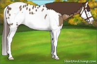 Horse Color:Liver Chestnut Splash Frame Appaloosa