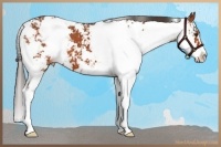 Horse Color:Bay Sabino Appaloosa