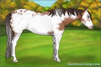 Horse Color:Bay Roan Sabino Splash Frame Appaloosa 