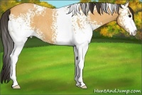 Horse Color:White Spotted Buckskin Roan 