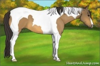 Horse Color:Buckskin Tobiano