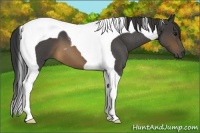 Horse Color:Buckskin Roan Tobiano