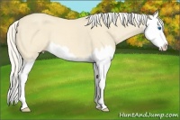 Horse Color:Cremello Roan Splash 