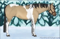 Horse Color:Bay Dun Tobiano 