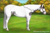 Horse Color:Black Splash Tobiano Appaloosa Rabicano 