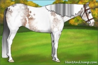 Horse Color:White Spotted Buckskin Splash