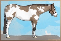 Horse Color:White Spotted Bay Roan Dun Frame Varnish 