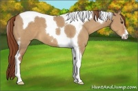 Horse Color:Red Dun Sabino Tobiano 