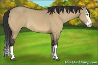 Horse Color:Bay Roan Dun Splash Rabicano