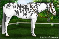 Horse Color:White Spotted Black Splash Appaloosa 