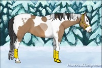 Horse Color:Bay Dun Splash Tobiano 