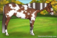 Horse Color:White Spotted Liver Chestnut Frame