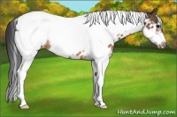Horse Color:White Spotted Bay Tobiano Frame Near Leopard 