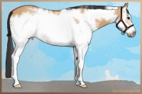 Horse Color:White Spotted Bay Dun Frame 