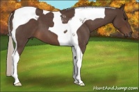 Horse Color:Silver Brown Roan Tobiano 