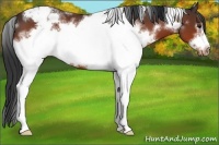 Horse Color:White Spotted Bay Frame Appaloosa